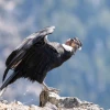 Animales  de la Sierra Ecuatoriana 