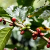 Precios del café suben, pero Ecuador no logra aprovechar el auge internacional