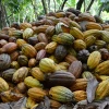 El precio del cacao se encuentra sobre los $ 7.000 en el mercado internacional