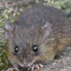 En Ecuador habitan 469 especies nativas de mamíferos