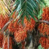 La palma de la chonta es un referente cultural de la Amazonía
