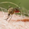 Los casos de malaria han disminuido 40 % este año
