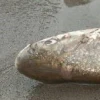 Miles de peces muertos aparecieron en orillas del río Anzu en Napo
