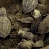 En Manabí nacieron 4.900 tortugas marinas ‘golfinas’