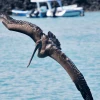 Con canjes de deuda, Ecuador espera $ 920 millones para Galápagos y Amazonía