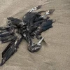 El gobierno activa el protocolo ante presencia de aves muertas en playas