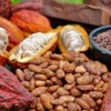 El precio del cacao se recuperó y llegó a $ 8.370 por tonelada