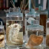La mayor zona minera del mundo está en el Pacífico y alberga más de 5.000 nuevas especies