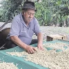 Unas 1.800 familias de la nacionalidad Shuar, en Morona, cultivan café