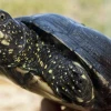 Comienza audiencia del caso sobre tortugas marinas halladas en maleta en Galápagos