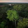 Ecuador acogerá la 33 Reunión de Comisión Forestal para Latinoamérica