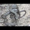 Inicia proyecto de restauración ecológica en Galápagos