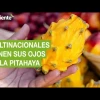 Las multinacionales de bebidas ponen sus ojos en la pitahaya