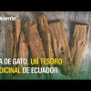 Uña de gato, un tesoro medicinal de Ecuador