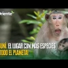 Proyecto Yasuní