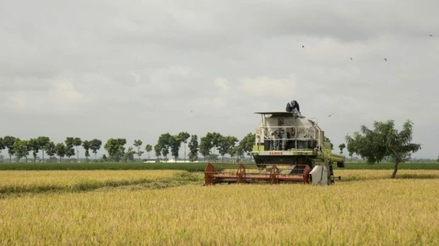 Ecuador exportará 30.000 toneladas de arroz a Colombia desde el 25 de julio