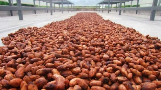 Cacao de Los Ríos busca nuevos mercados con acuerdos entre productores y exportadores