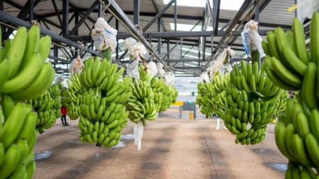 Sector bananero activa plan preventivo por posible llegada de El Niño