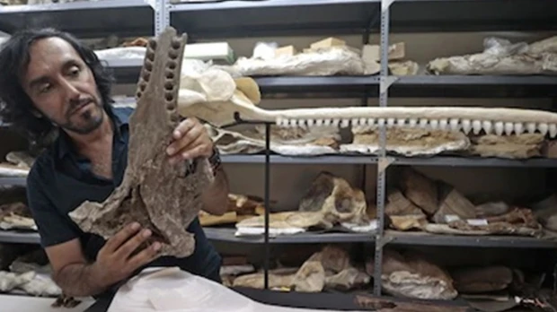 Perú: Delfín prehistórico gigante fue descubierto en la Amazonía