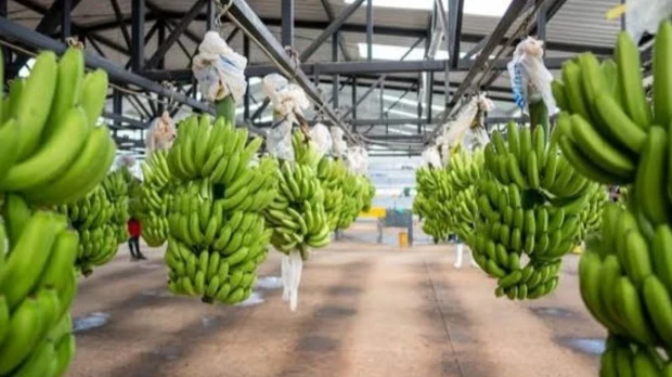 Exportaciones de banano de Ecuador crecen 6,75 % hasta mayo 