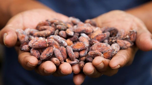 El cacao fue el tercer producto no petrolero de exportación en 2024 