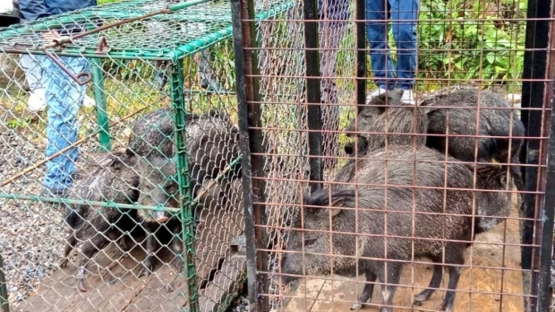 Zamora: 14 saínos fueron liberados en Podocarpus
