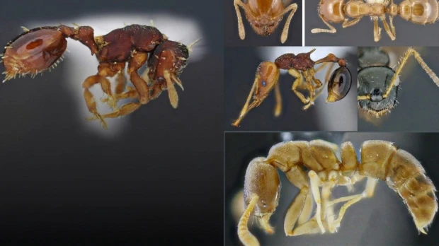 Ecuador registra 15 nuevas especies de hormigas para su biodiversidad