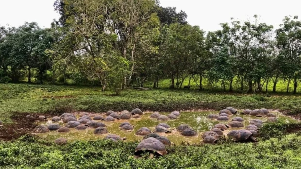 Galápagos: finca de café orgánico impulsa la recuperación del hábitat de tortugas gigantes