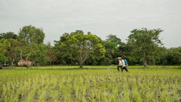 Fertilizantes más caros elevan los costos de producción agrícola en Ecuador