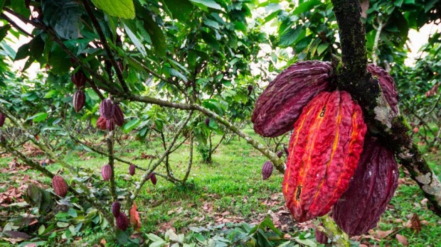 Turismo gastronómico en Ecuador: la ruta del cacao impulsa nuevas experiencias de lujo 