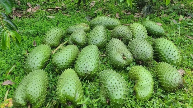 Napo y Pastaza se suman al mercado de la guanábana