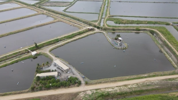 Sector camaronero advierte impacto por alza de tarifas y cortes de luz