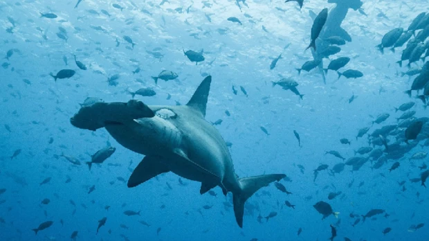 Por primera vez se registra la migración de un tiburón martillo desde Galápagos hasta Costa Rica