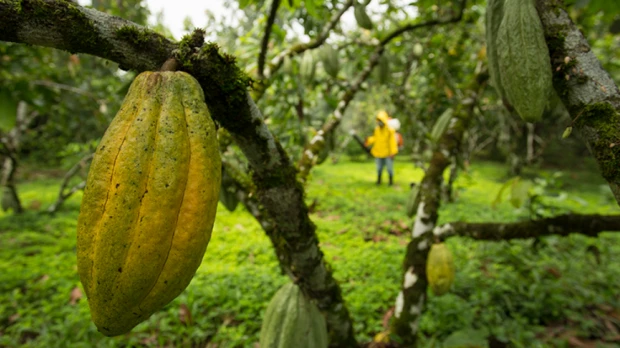 Cacao ecuatoriano afronta menor cosecha y presión climática en 2026