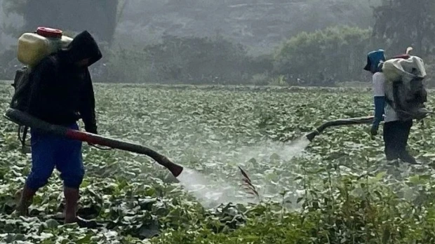 Unión Europea: ¿qué exportaciones agrícolas de Ecuador están en riesgo? 