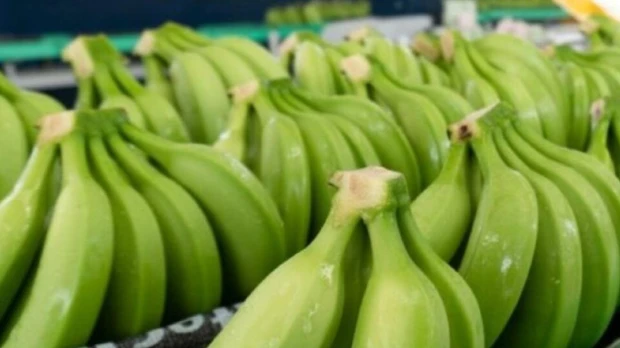 Exportaciones de banano de Ecuador crecen 9,64 % hasta agosto de 2026