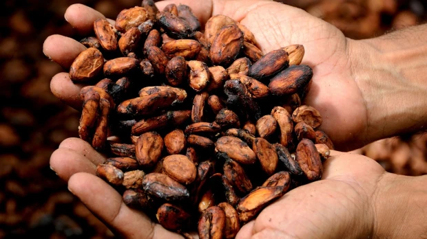 Exportadores de cacao creen que alto precio mundial es "una burbuja"