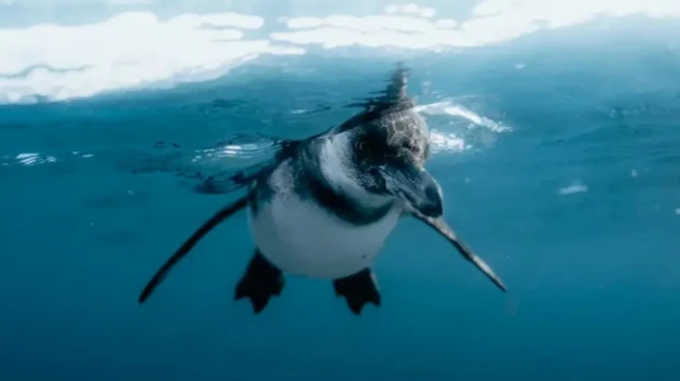 El Niño pone en riesgo la supervivencia de los pingüinos de Galápagos