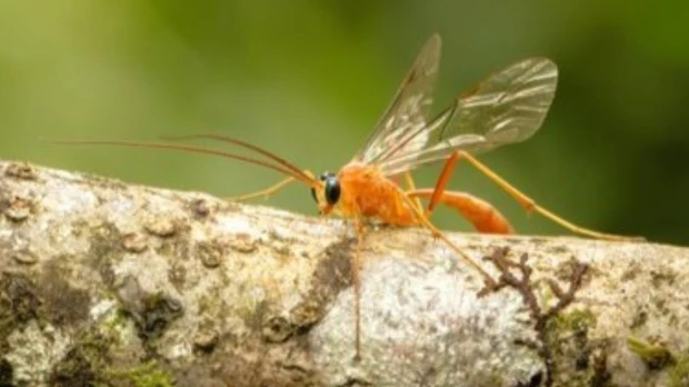 Galápagos registra 524 especies de abejas, hormigas y avispas en un nuevo estudio científico
