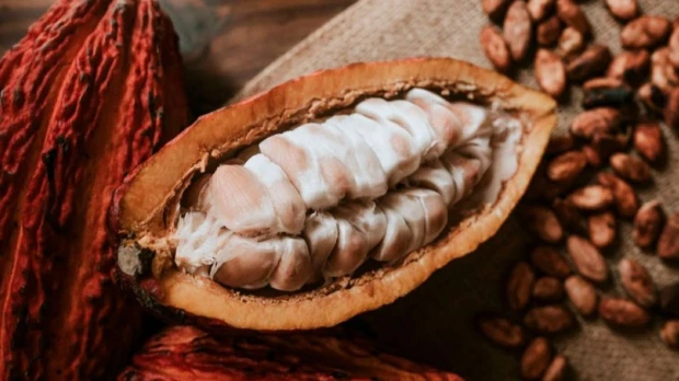 Crisis energética afecta la producción de cacao y chocolate en Ecuador