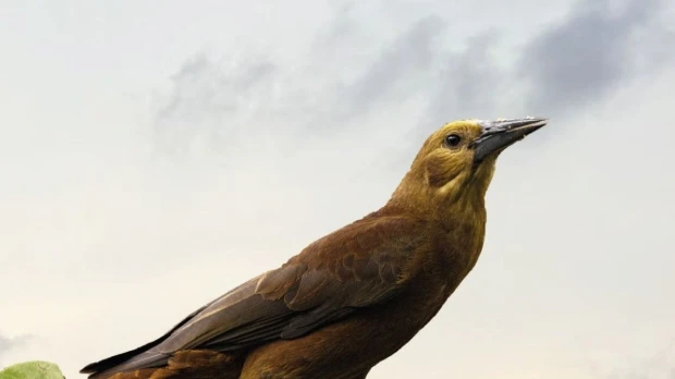 Conserva Aves impulsa la conservación de 567.532 hectáreas en Ecuador