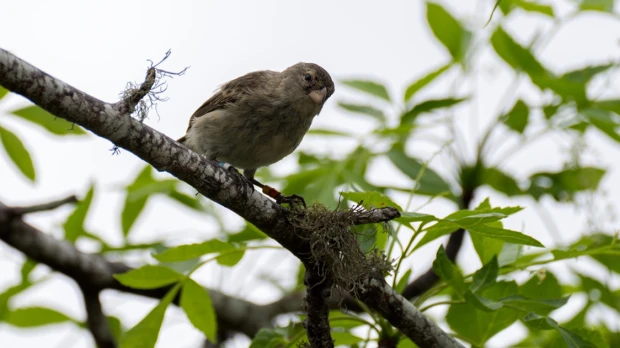 510 pinzones criados en cautiverio fueron liberados en isla Floreana