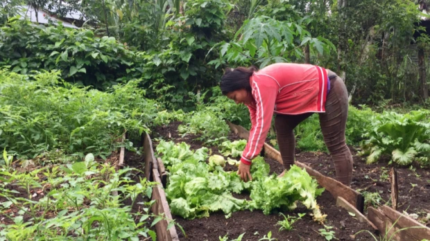 BanEcuador amplía crédito agrícola hacia la Sierra y Amazonía