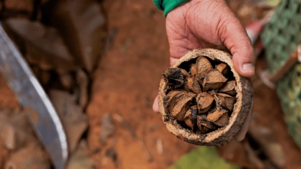 CONAFIPS destina USD 21,3 millones para financiar bionegocios en la Amazonía ecuatoriana