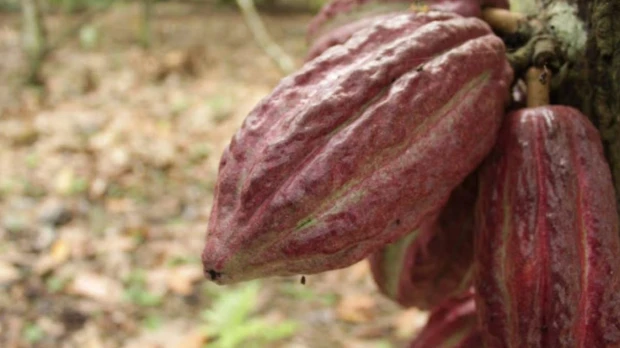 Acuerdo entre Ghana y Costa de Marfil pone bajo observación al mercado del cacao