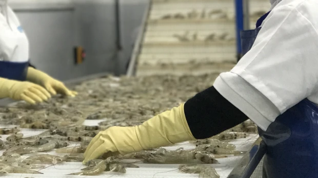 Tecnificación mantiene el crecimiento del camarón ecuatoriano