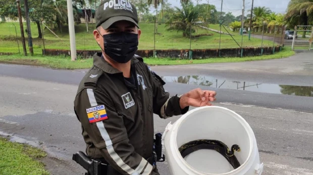 Varios animales de vida silvestre fueron rescatados en Orellana