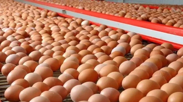 Precio de los huevos aumenta en Ecuador por menor oferta y costos de producción