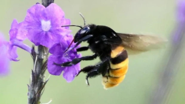  12 nuevas especies de abejas de orquídeas fueron descubiertas en Ecuador y Brasil