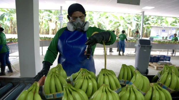 Banano ecuatoriano enfrenta mayores costos en medio de la presión sobre los precios